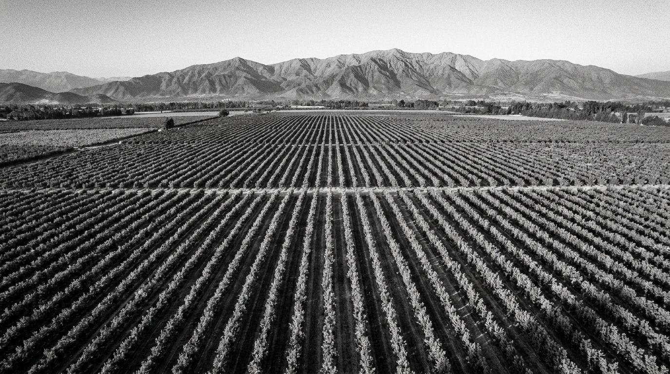 Campo agrícola en perspectiva